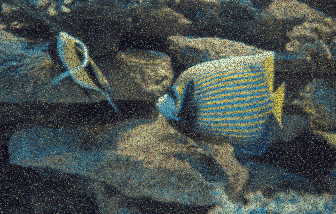 In this example, we cover the angelfish animation frames with semi-transparent noise created from the existing pixels of each frame. To prevent the noise from completely overwhelming the fish frames, the pixels are made semi-transparent with a transparency level from 20% to 60%. (Source: Pexels.)