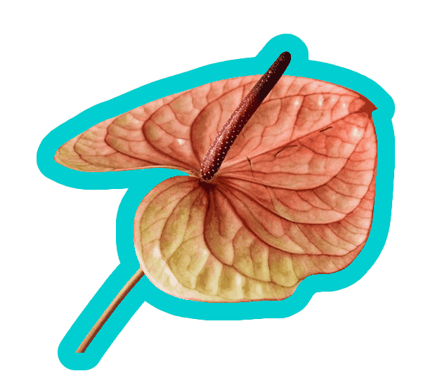 In this example, we apply an outline to a GIF sticker of an anthurium flower. We select the "Add a Smooth Effect" option and draw a thick, 26-pixel border in dark turquoise color. While this effect may look similar to a simple outline at first, it creates a subtle fade at the edges of the outer border, making the pixels appear softer and more polished (this subtle fade is called anti-aliasing). Because the GIF format doesn't support semi-transparency, smooth fading requires a workaround. To achieve this, we add an opaque background color ("oldlace") behind the semi-transparent smoothing pixels. This blending step allows semi-transparent effects like soft fades to be simulated in a format that doesn't support true alpha transparency. (Source: Pexels.)