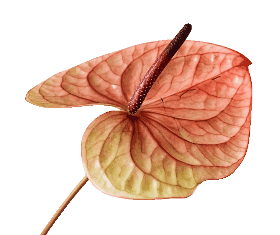 In this example, we apply an outline to a GIF sticker of an anthurium flower. We select the "Add a Smooth Effect" option and draw a thick, 26-pixel border in dark turquoise color. While this effect may look similar to a simple outline at first, it creates a subtle fade at the edges of the outer border, making the pixels appear softer and more polished (this subtle fade is called anti-aliasing). Because the GIF format doesn't support semi-transparency, smooth fading requires a workaround. To achieve this, we add an opaque background color ("oldlace") behind the semi-transparent smoothing pixels. This blending step allows semi-transparent effects like soft fades to be simulated in a format that doesn't support true alpha transparency. (Source: Pexels.)