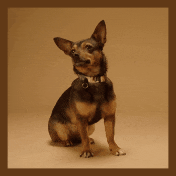 In this example, we demonstrate how to add a custom-colored space around a GIF animation. We upload a GIF of an attentive doggo and enable all side-selection checkboxes so that the space is added to the top, bottom, left, and right edges of the GIF. The space width is set to 15 pixels, which means each side gets 15 more pixels, so the total dimensions expand by 30 pixels horizontally and vertically. This increases the image size from 320 by 320 pixels to 350 by 350 pixels. The space color is set to dark brown (#613917), which creates a visual harmony with the dog's fur tones. (Source: Pexels.)