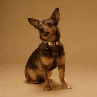 In this example, we demonstrate how to add a custom-colored space around a GIF animation. We upload a GIF of an attentive doggo and enable all side-selection checkboxes so that the space is added to the top, bottom, left, and right edges of the GIF. The space width is set to 15 pixels, which means each side gets 15 more pixels, so the total dimensions expand by 30 pixels horizontally and vertically. This increases the image size from 320 by 320 pixels to 350 by 350 pixels. The space color is set to dark brown (#613917), which creates a visual harmony with the dog's fur tones. (Source: Pexels.)