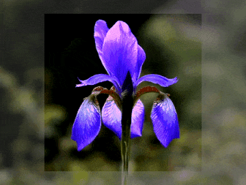 This example changes the contrast in a small square region in the center of the animation. This region is 230 by 230 pixels in size and is located at x = 65, y = 20 (the top-left corner position). The pixel chroma value in this region is increased by 60% to 160%, making the iris flower deeply blue. (Source: Pexels.)