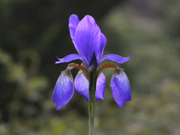 This example changes the contrast in a small square region in the center of the animation. This region is 230 by 230 pixels in size and is located at x = 65, y = 20 (the top-left corner position). The pixel chroma value in this region is increased by 60% to 160%, making the iris flower deeply blue. (Source: Pexels.)