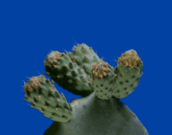In this example, we are counting down to the blooming of a cactus flower. We set up a timer with 20ms precision and put it at the bottom of the animation. The original frame delay is 150ms and to get a timer update every 20ms, we switch to the "Uniform Timer" mode. In this mode, the program draws additional frames with a timer every 20ms, increasing the total number of frames to 294. We decorate the timer with three-dot Unicode symbols on the sides and choose the Courier New font of 50px. We use green color for the timer display and a 60% transparent black background for the timer box. (Source: Pexels.)