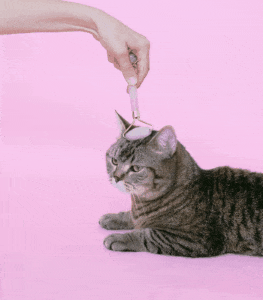 This example shows a cute animated GIF of a cat enjoying a face massage. We wrap the GIF in a soft lavender-blush polaroid-style frame, with 20-pixel side spacing and an 80-pixel bottom margin for the a custom text message. Here we write the text "Spa day for the cat" in Comic Sans MS font with bold style enabled, and colored in matching shade (#755b6d). We also rotate the GIF by 5 degrees to mimic a polaroid pinned to a wall. (Source: Pexels.)