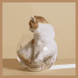 In this example, we add a thin decorative frame around a GIF of a cat sitting inside a fish bowl. The frame is created by adding a 10-pixel wide padding to all four sides of the GIF. We choose a warm beige tone "rgb(182, 140, 103)" as the padding color to avoid visible contrast lines between the padding and the GIF content. (Source: Pexels.)