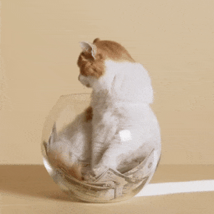 In this example, we add a thin decorative frame around a GIF of a cat sitting inside a fish bowl. The frame is created by adding a 10-pixel wide padding to all four sides of the GIF. We choose a warm beige tone "rgb(182, 140, 103)" as the padding color to avoid visible contrast lines between the padding and the GIF content. (Source: Pexels.)