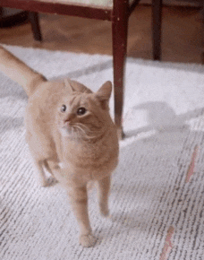 In this example, we load a funny animation of a ginger cat looking around. We combine the frames into groups of two (this creates 20 clips, each 2 frames long) and shuffle them in pairs. As a result, we get an interesting animation where the cat changes its position randomly as if it was dancing. (Source: Pexels.)