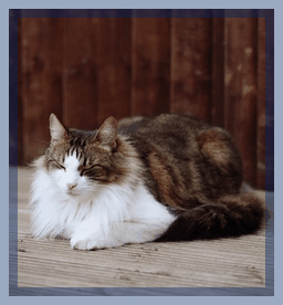 In this example, we surround the GIF animation of a cat with a 16px thick semi-transparent border. As we're drawing a centered border around the GIF canvas, we add 8 pixels on the outside of canvas and another 8 pixels on the inside of canvas. The pixels on the inside, overlap and overwrite the GIF pixels. We set the border color to dark blue with 40% transparency, which we enter as the hex color code #00266E64. (Source: Pexels.)