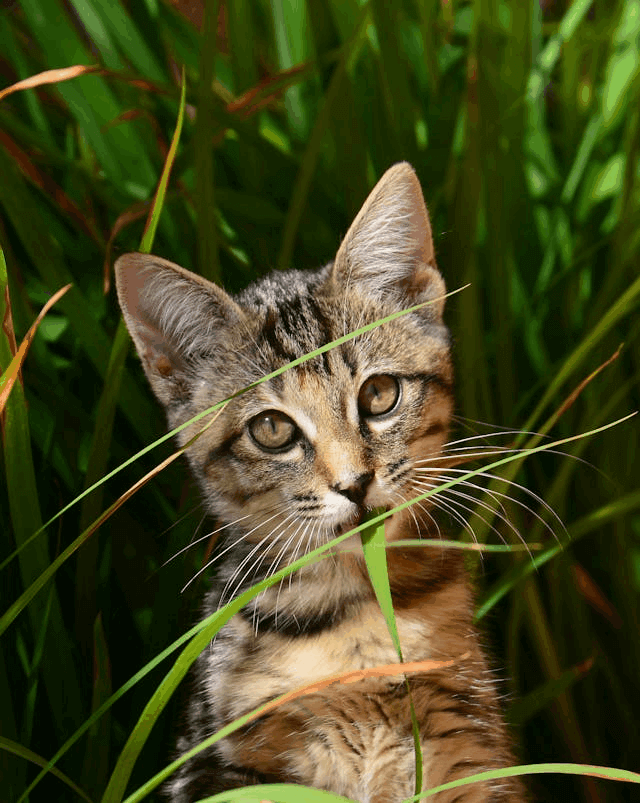 In this example, we convert a static GIF image (consisting of only one frame) of a cat into the PNG format. Since the GIF is not animated, the "Animation Preview" option is turned off, and the entire GIF becomes a static output PNG. (Source: Pexels.)
