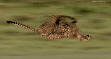 In this example, the program applies both the horizontal and vertical flipping functions on a GIF that animates a running cheetah. The first flip function mirrors each frame from the right to left and the second flip function mirrors each frame from the bottom to top. If you think about it, then it turns out that it's a diagonal flip. In the output, the cheetah turns upside down and runs in the opposite direction. (Source: Giphy, created by: headlikeanorange.)