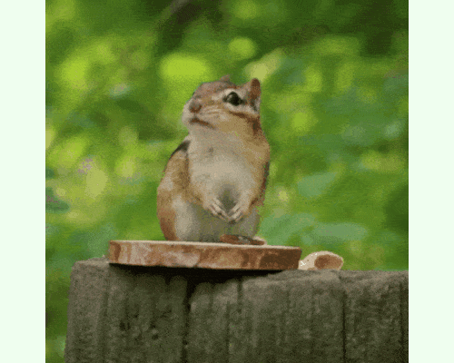 This example shows a chipmunk animation chewing a seed. We switch to the "Edge-to-edge Fit" mode and adjust the animation to a rectangle with the proportions of 5:4 by setting the output size to 500×400px. Because the new rectangle is wider than the original GIF, the program zooms the animation so that its top and bottom edges align with the new frame. As a result, empty area appears on the left and right sides of the rectangle, which we fill with the "honeydew" color. (Source: Pexels.)