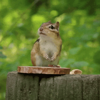 This example shows a chipmunk animation chewing a seed. We switch to the "Edge-to-edge Fit" mode and adjust the animation to a rectangle with the proportions of 5:4 by setting the output size to 500×400px. Because the new rectangle is wider than the original GIF, the program zooms the animation so that its top and bottom edges align with the new frame. As a result, empty area appears on the left and right sides of the rectangle, which we fill with the "honeydew" color. (Source: Pexels.)