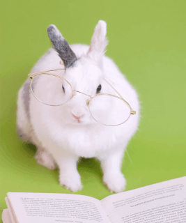 In this example, we optimize a bunny GIF using two methods at once – the "Optimize Transparency" and "Optimize Quantizer" methods. For the transparency, we use the fuzzy color threshold of 5% and for the quantizer, we use a radius of 10 pixels. These two methods combined make the output GIF size almost 4 times smaller. The old GIF size is 255.88kb and the new one is just 66.34kb. (Source: Pexels.)