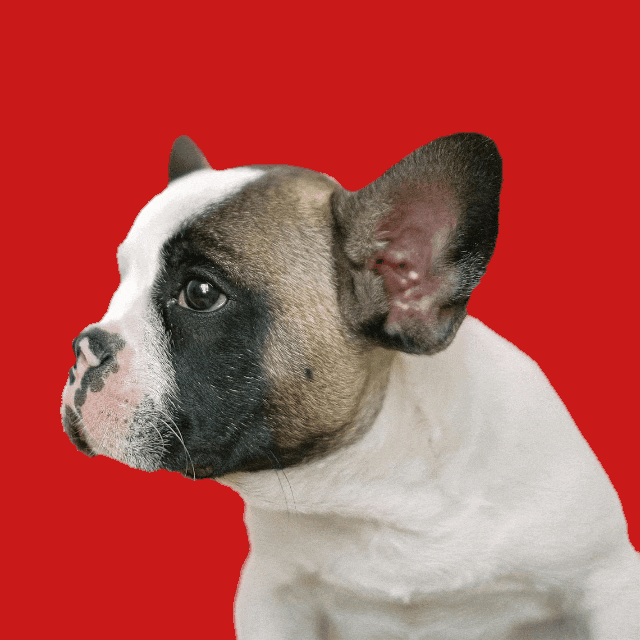 This example demonstrates how to disable GIF transparency and replace the original transparent background with a specific solid RGB color. The input WebP sticker of a French bulldog originally has a transparent background, but instead of keeping it, we set the fill color to deep red "rgb(203, 25, 25)" in the options, creating an opaque GIF. (Source: Pexels.)