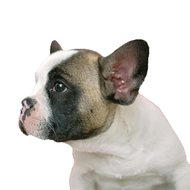 This example demonstrates how to disable GIF transparency and replace the original transparent background with a specific solid RGB color. The input WebP sticker of a French bulldog originally has a transparent background, but instead of keeping it, we set the fill color to deep red "rgb(203, 25, 25)" in the options, creating an opaque GIF. (Source: Pexels.)