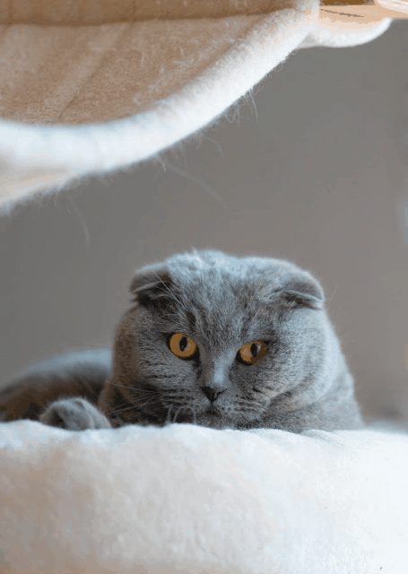 This simple example converts a single-frame compressed GIF of a cat into a raw, uncompressed BMP image, containing just pixel data. Because the GIF does not contain any animation, we keep the frame index option set to its default value of "1", which exports the only frame in the file. (Source: Pexels.)