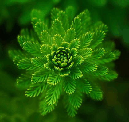 In this example, we upload a static GIF of a green-leafed plant and remove 112 pixels of space from the left side only, leaving the other three sides unchanged. This modification shifts the plant toward the center of the frame, creating a more balanced composition. It's a quick way to fix off-center subjects without resizing or stretching the image. (Source: Pexels.)