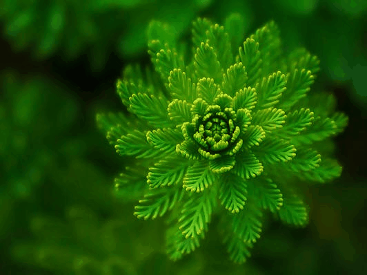 In this example, we upload a static GIF of a green-leafed plant and remove 112 pixels of space from the left side only, leaving the other three sides unchanged. This modification shifts the plant toward the center of the frame, creating a more balanced composition. It's a quick way to fix off-center subjects without resizing or stretching the image. (Source: Pexels.)