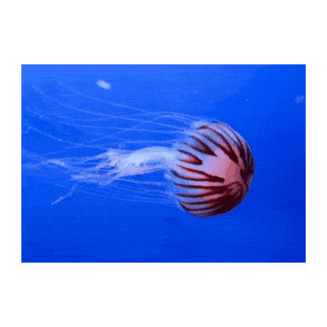 In this example, we change the canvas size of a jellyfish GIF from a rectangle to a square by using the "Pin GIF to Center" method. We set the canvas dimensions to 460×460 pixels, which is larger than the original animation. This size creates extra space around the jellyfish. Since the original frames are horizontally oriented, the new canvas adds more padding above and below than on the sides of the GIF. We fill this padding with white color, and the jellyfish remains centered across all 26 frames. (Source: Pexels.)