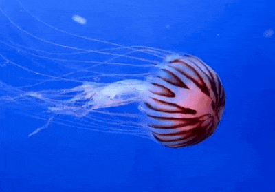 In this example, we change the canvas size of a jellyfish GIF from a rectangle to a square by using the "Pin GIF to Center" method. We set the canvas dimensions to 460×460 pixels, which is larger than the original animation. This size creates extra space around the jellyfish. Since the original frames are horizontally oriented, the new canvas adds more padding above and below than on the sides of the GIF. We fill this padding with white color, and the jellyfish remains centered across all 26 frames. (Source: Pexels.)