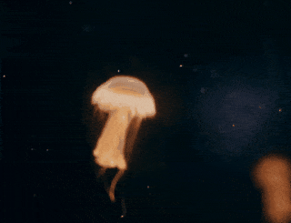 In this example, we export one frame from a swimming jellyfish animation. The GIF consists of 31 frames, which we preview at a speed of 140 milliseconds per frame. We export only the 12th frame, which can be downloaded as a PNG file through the save-as button. (Source: Pexels.)