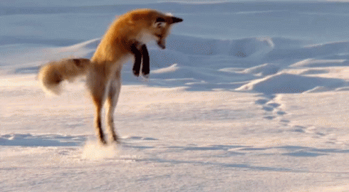 This example opens a static GIF file. Static GIFs aren't animated and contain just a single frame and they can't be played. In this case, this single frame is the beginning of a snow fox jump. (GIF source: Tenor.)