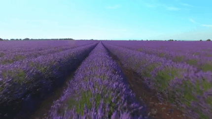 In this example, we add an empty text box to a GIF animation of a lavender plantation. We outline a 378 by 190 rectangular box and put it at the position (26, 26). We make the text box semi-transparent by filling its background with an RGBA color with the alpha channel of 0.2. As there's no text given, the entire text box is see-through and it creates a nice overlay effect. (Source: Pexels.)