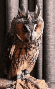 In this example, we're debugging the last frame of an animated GIF of an owl turning its head. We parse the GCE (Graphics Control Extension) and Image Descriptor (ID) blocks of the 40th GIF frame and print the data found in these blocks in text format. The data includes the position and size of the frame, its delay, disposal method, and transparency information. We also print the local color palette (also known as LCT – Local Color Table) of this frame with all 128 color indexes that it defines. (Source: Pexels.)