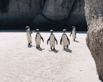 In this example, we add a frame counter to an animation of walking penguins. There are 28 frames in the GIF and they are updated 10 times per second (the frame rate is 10fps). We paint the frame counter in darkslategray color and place it in the bottom left corner. As there are 28 frames, the numbers 1 to 28 are painted in order on the GIF. The number font is monospace and the counter size is 46 pixels. (Source: Pexels.)