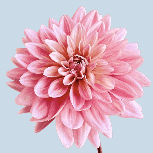 In this example, we convert a transparent PNG image of a pink dahlia into an opaque (non-transparent) GIF. To do it, we disable the transparency option and fill all transparent regions of the input PNG with a soft pastel blue shade with hex code "#cadbe8". (Source: Pexels.)