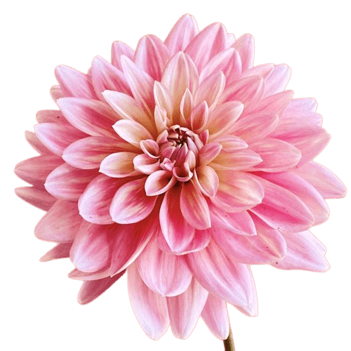 In this example, we convert a transparent PNG image of a pink dahlia into an opaque (non-transparent) GIF. To do it, we disable the transparency option and fill all transparent regions of the input PNG with a soft pastel blue shade with hex code "#cadbe8". (Source: Pexels.)