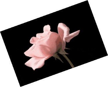 In this example, we rotate a blooming rosebud GIF by 20 degrees. A positive rotation angle number spins each GIF frame counterclockwise. Thus, the rose animation is tilted to the left and the background corners are filled with a transparent color. (Source: Giphy.)