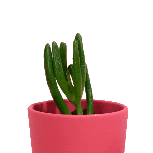 In this example, we're working with a BMP image of a plant in a pink vase, and our goal is to remove the background via GIF transparency. Since the GIF format supports only solid transparency (not partial transparency), we select a specific RGB value from the background (by clicking on it) and remove all matching pixels. For color keying, we use a 16% color match tolerance level to also remove similar background shades near the plant's edges. (Source: Pexels.)