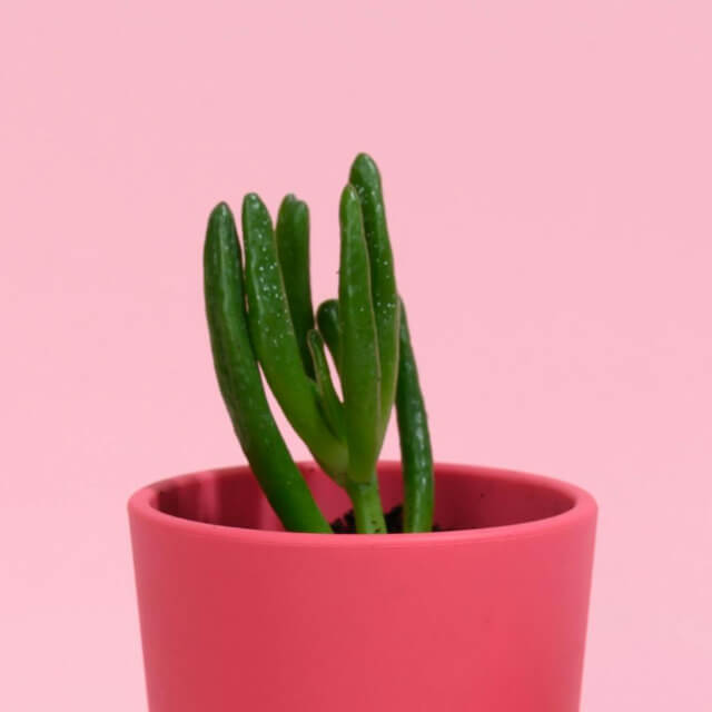In this example, we're working with a BMP image of a plant in a pink vase, and our goal is to remove the background via GIF transparency. Since the GIF format supports only solid transparency (not partial transparency), we select a specific RGB value from the background (by clicking on it) and remove all matching pixels. For color keying, we use a 16% color match tolerance level to also remove similar background shades near the plant's edges. (Source: Pexels.)