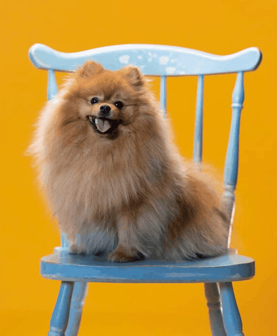 In this example, the input GIF is a static image, meaning it has no animation, which in turn means it's already paused (there is just one frame so there is nothing to play). Even though it doesn't play, we still use the tool to explicitly capture and extract the first frame. As a result, the output is a single image file, which converts the static GIF of a brown Pomeranian into the PNG format. (Source: Pexels.)