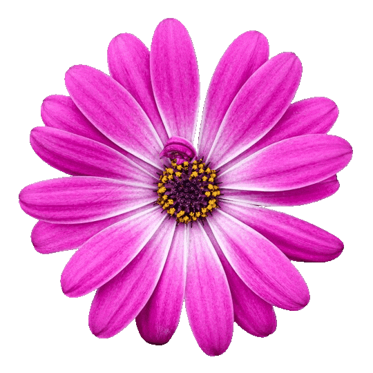 In this example, we convert a transparent GIF sticker consisting of only one frame into a transparent WebP sticker. Since no animation playback is required for the static sticker, we simply convert frame 1 from the input GIF into an output WebP. As both GIF and WebP support transparency, then the original transparent background from the GIF is copied into the resulting WebP file. (Source: Pexels.)