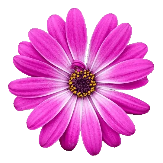 In this example, we convert a transparent GIF sticker consisting of only one frame into a transparent WebP sticker. Since no animation playback is required for the static sticker, we simply convert frame 1 from the input GIF into an output WebP. As both GIF and WebP support transparency, then the original transparent background from the GIF is copied into the resulting WebP file. (Source: Pexels.)