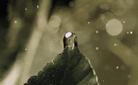 In this example, we flip a GIF vertically. All frames are mirrored in such a way that the bottom becomes the top and the top becomes the bottom. In the non-flipped GIF, a drop of rain falls from a leaf downwards but in the flipped GIF, the leaf is located at the bottom of the GIF and the movement of the drop is upwards. (Source: Giphy, created by: National Geographic.)
