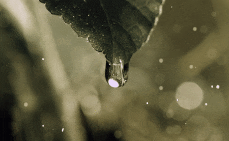 In this example, we flip a GIF vertically. All frames are mirrored in such a way that the bottom becomes the top and the top becomes the bottom. In the non-flipped GIF, a drop of rain falls from a leaf downwards but in the flipped GIF, the leaf is located at the bottom of the GIF and the movement of the drop is upwards. (Source: Giphy, created by: National Geographic.)