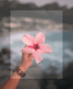 In this example, we brighten a rectangular region in the center of a rotating flower GIF. We select the flower starting at the position (35, 35) and increase the selection area to 175×230 pixels. We set the pixel brightness level inside of this region to 115% and the pixels outside of this region remain unchanged. (Source: Pexels.)