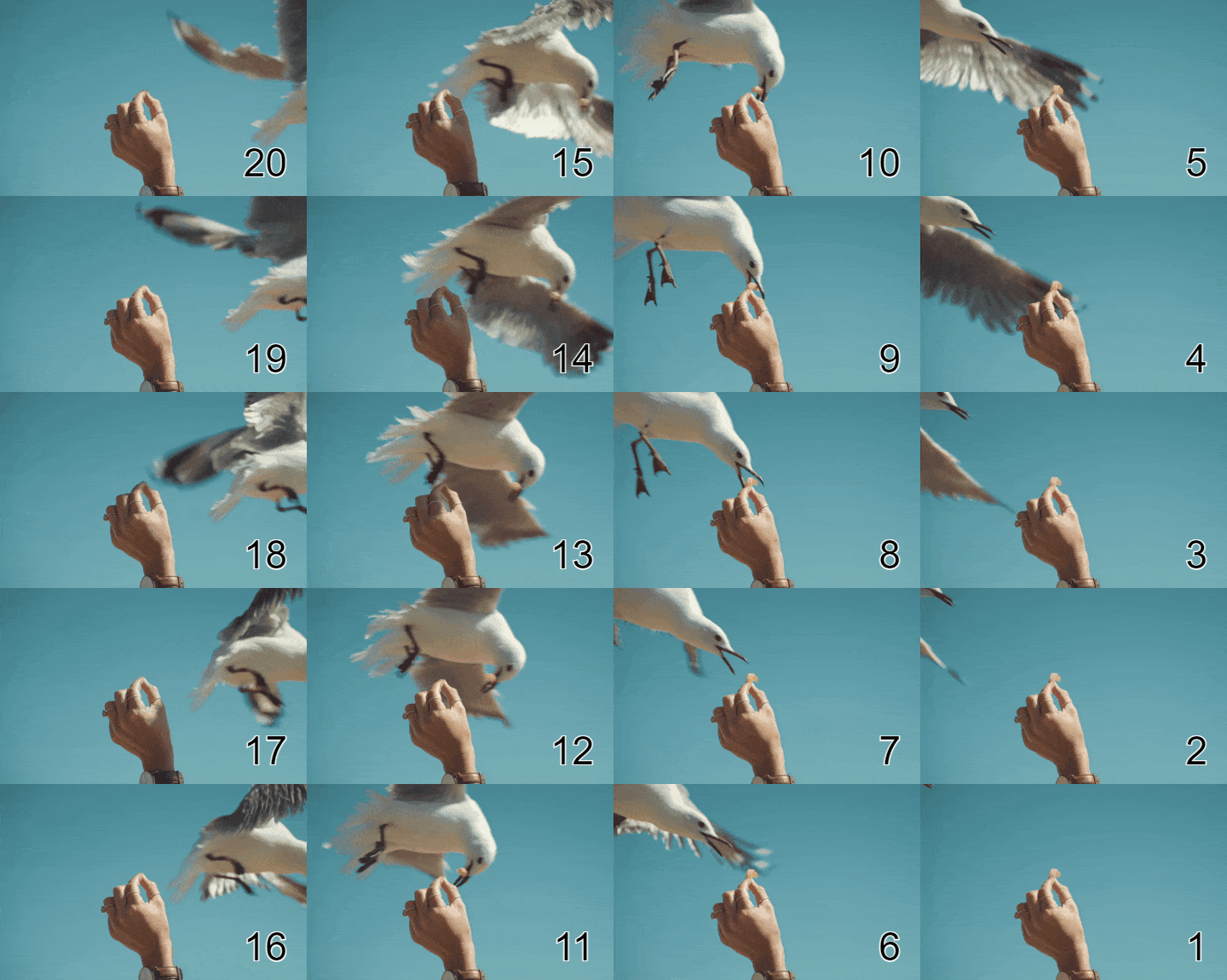 In this example, we load a GIF of a seagull snatching food from a human's hand. The animation consists of 20 frames and we print all these frames on the same static canvas. We enter the "*" character in the frame positions, which matches all GIF frames, and activate the reverse GIF frames option. The frames are placed on a rectangular grid with 5 rows and 4 columns. To better understand where each frame is placed on the grid, we've also enabled frame numbering and printed frame positions in the lower-right corner of each frame. (Source: Pexels.)