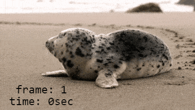 In this example, we draw both the frame number and frame time on an animation of a seal laying on the shore. We enter the timer format as a string "frame: %f\ntime: %tsec", where "%f" denotes the current frame number, "%t" denotes the time, "\n" denotes a newline. We use a timer with a precision of one second, which is drawn on all 36 frames. The timer font is Monospace, it has a size of 24 pixels, its color is black, and it's displayed on a transparent background. (Source: Pexels.)