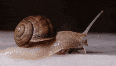 The snail in this animation is so slow that we don't have the patience to watch the video to the end. To make the snail faster, we increase the animation playback speed by 400% (which is 4x) using the custom speed-up mode. The input GIF lasts 7 seconds but now the new output GIF lasts only 1.75 seconds. (Source: Pexels.)