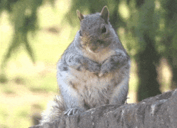 In this example, we increase the brightness of an animation of a squirrel sitting on a fence. We select the entire GIF area of size 360 by 260 and set its brightness to 120%. This increases the brightness of the GIF by 20%. (Source: Pexels.)