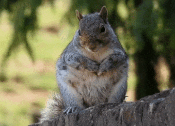 In this example, we increase the brightness of an animation of a squirrel sitting on a fence. We select the entire GIF area of size 360 by 260 and set its brightness to 120%. This increases the brightness of the GIF by 20%. (Source: Pexels.)