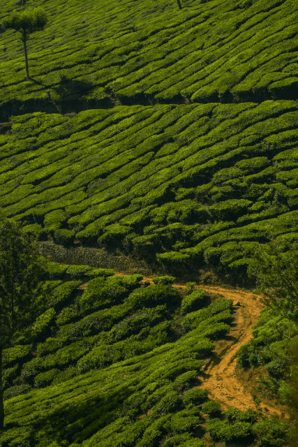 In this example, we remove the uniform white padding around a static GIF showing a tea plantation. Originally, the image is surrounded by 40 pixels of white padding on every side, so we configure the tool to delete exactly 40 pixels from all sides, leaving the image neatly cropped with no excess surrounding frame. (Source: Pexels.)