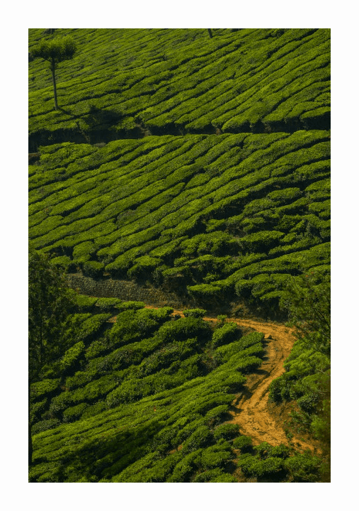 In this example, we remove the uniform white padding around a static GIF showing a tea plantation. Originally, the image is surrounded by 40 pixels of white padding on every side, so we configure the tool to delete exactly 40 pixels from all sides, leaving the image neatly cropped with no excess surrounding frame. (Source: Pexels.)