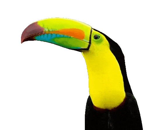 In this example, we show how to preserve transparency when converting a WebP to a GIF using an indexed-color format. To achieve this, all transparent areas in the original WebP are temporarily filled with a solid white color. The tool then assigns this white color as the GIF's transparency index in the color table, so that only those replaced regions become transparent in the final GIF. White is chosen because the source image contains no white pixels, preventing accidental transparency in visible areas. (Source: Pexels.)