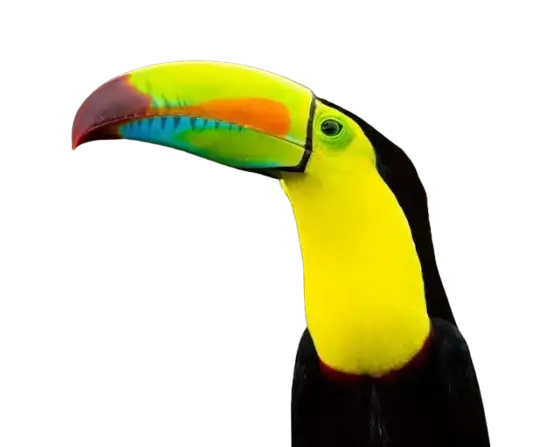 In this example, we show how to preserve transparency when converting a WebP to a GIF using an indexed-color format. To achieve this, all transparent areas in the original WebP are temporarily filled with a solid white color. The tool then assigns this white color as the GIF's transparency index in the color table, so that only those replaced regions become transparent in the final GIF. White is chosen because the source image contains no white pixels, preventing accidental transparency in visible areas. (Source: Pexels.)